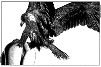 Apollonia Saintclair 636 - 20160424 La fauconnière (Bird of prey)